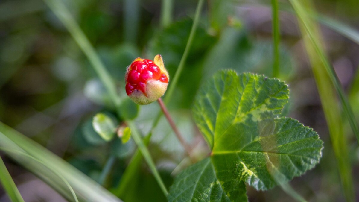    Фото: Федор Воронов/«Ямал-Медиа»