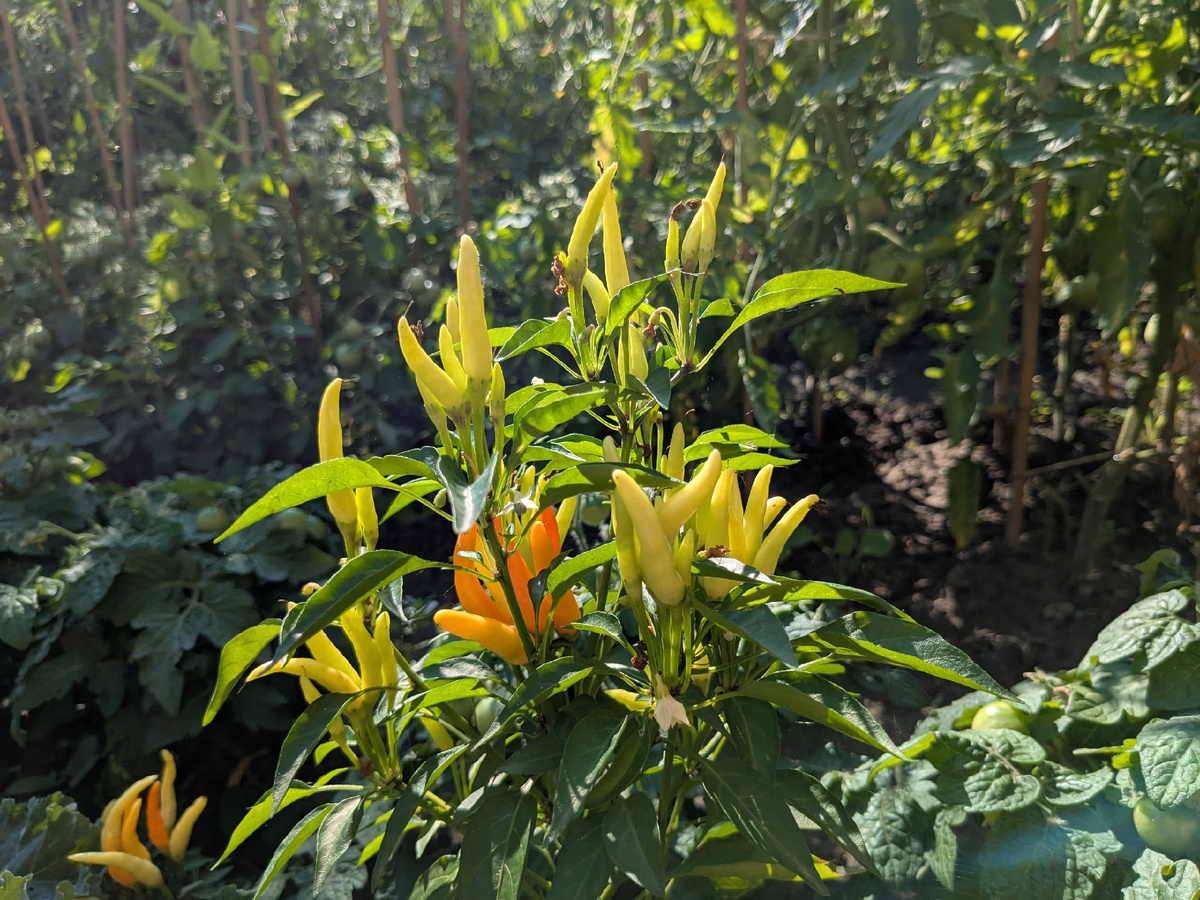 По виду плодов - вродеи и "Медуза", но по габитусу куста - не она
