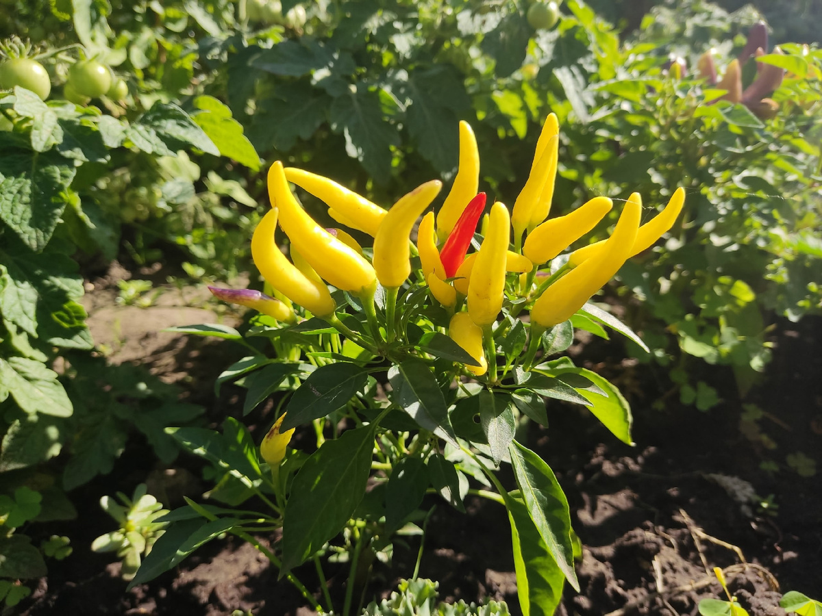 Читатели часто спрашивают а действительно у "Медузы" такой низкий рост? Действительно