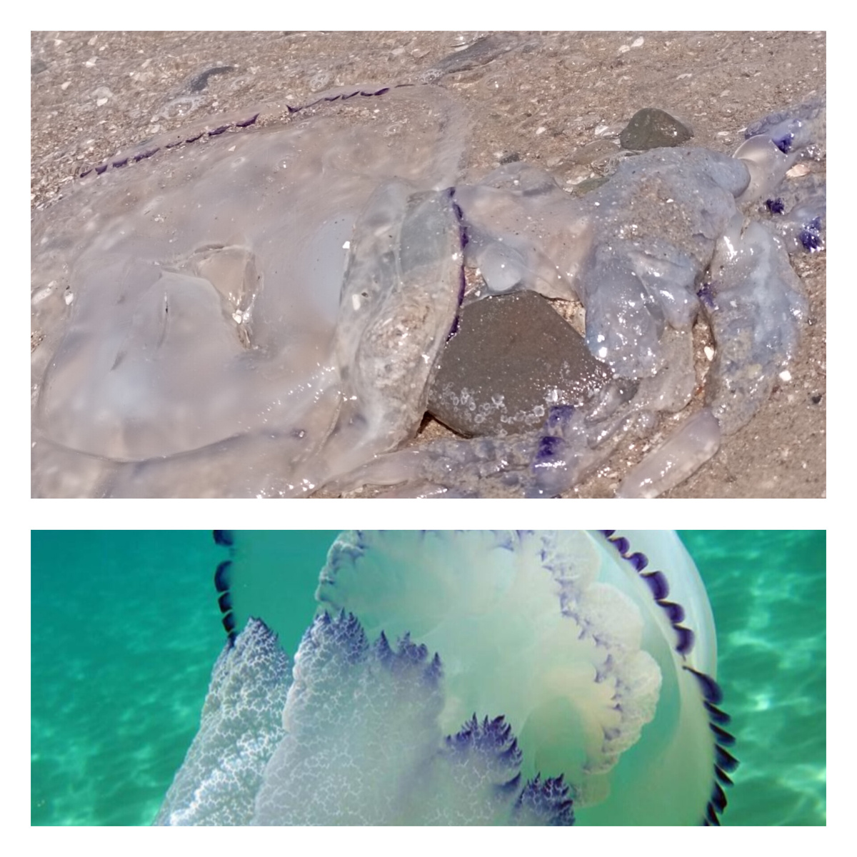 Похожа на медузу корнерот? Верхнее фото - особь с нашего пляжа