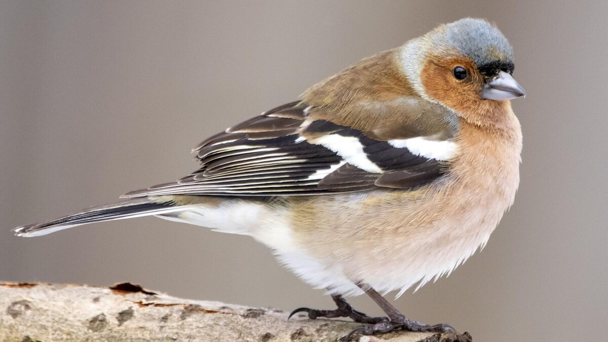 Фото с сайта: https://ria.ru/20230329/pogoda-1861494811.html