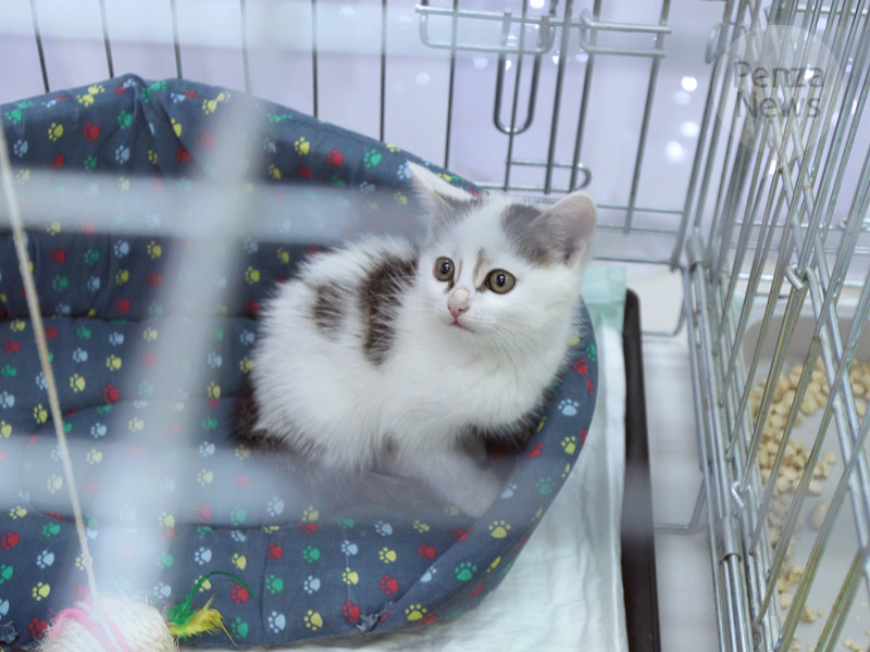    © Фото из архива ИА «PenzaNews»