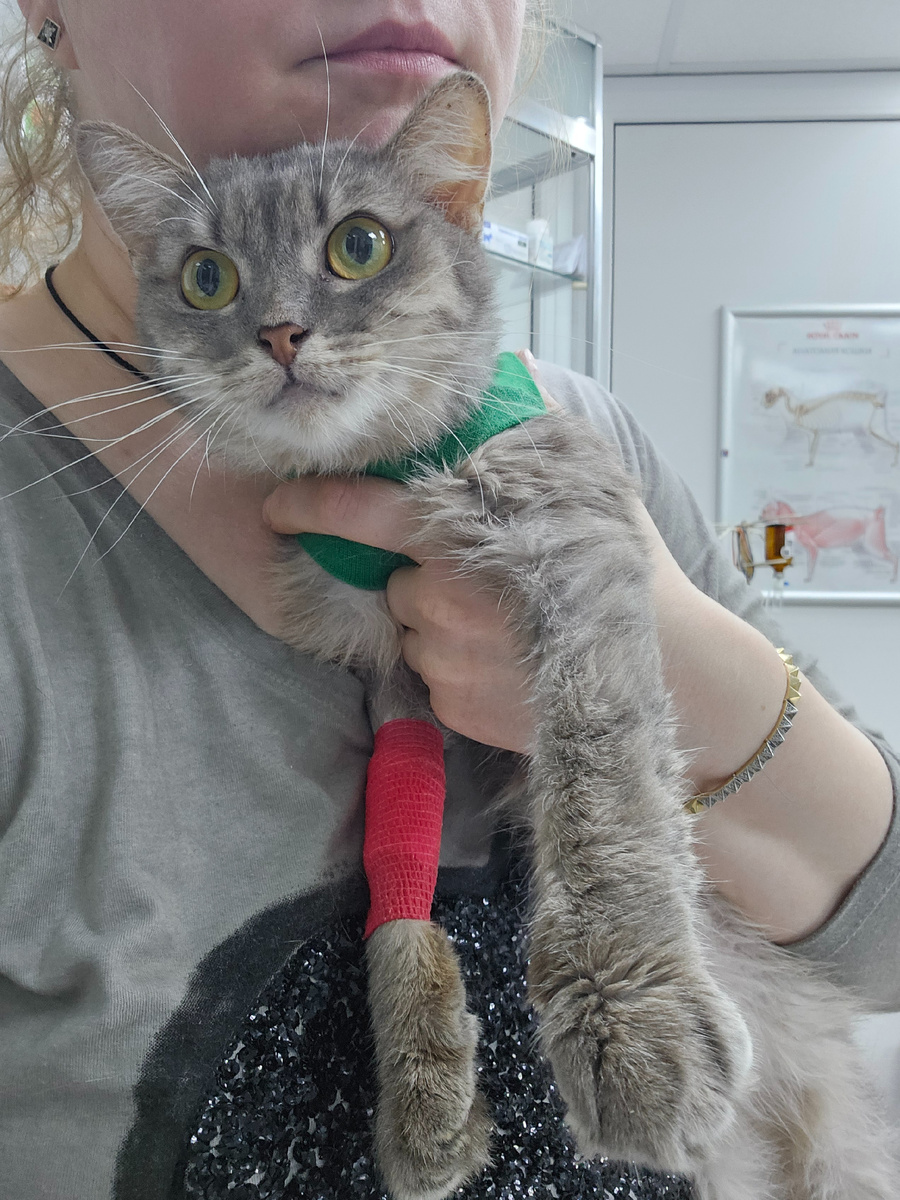 Фото автора. Серая, наша девочка болеет фип.