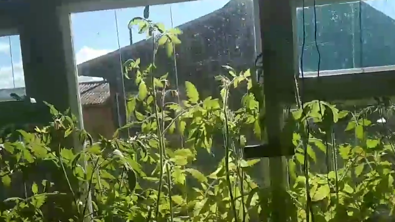 Типичная картина в садовых центрах - переросшая рассада по завышенным ценам