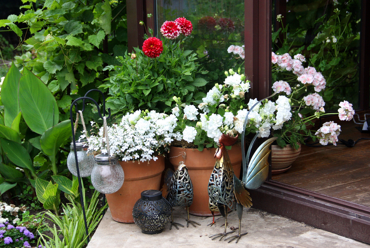 Белая лобелия, которую заберу на зимнее сохранение и последующее черенкование