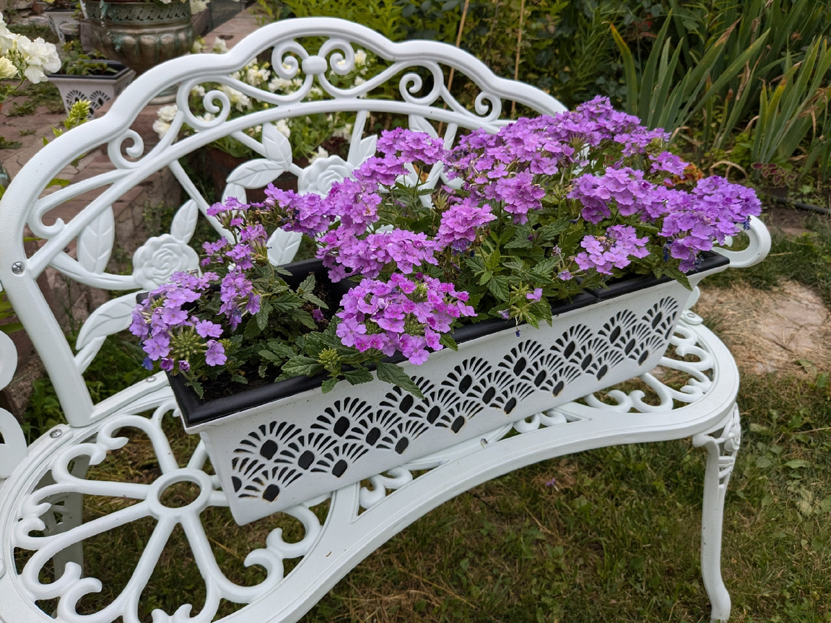 Вербена вегетативная - по одному растению в 3литрах