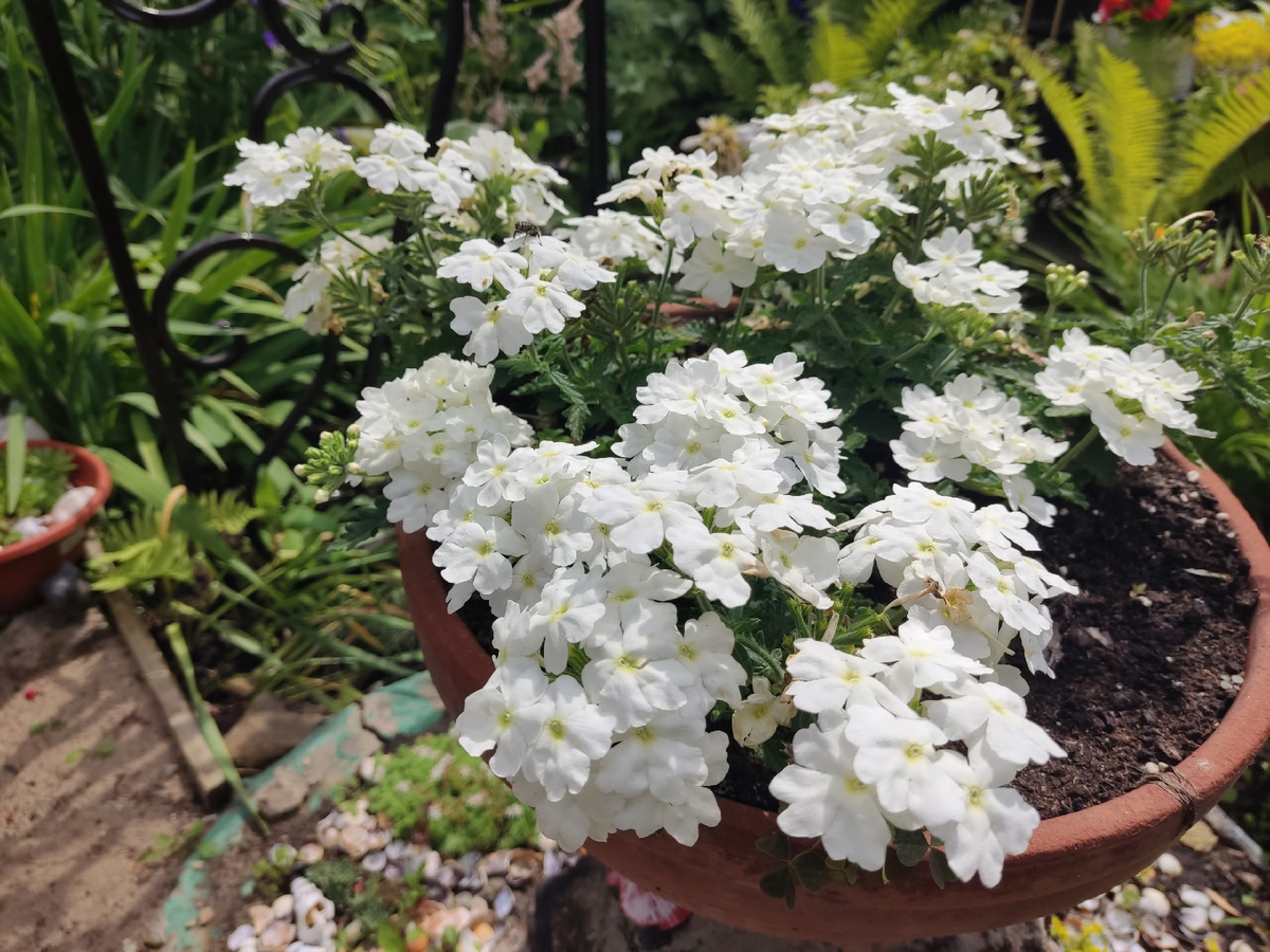 Вербена вегетативная - три растенияя в 5 литрах