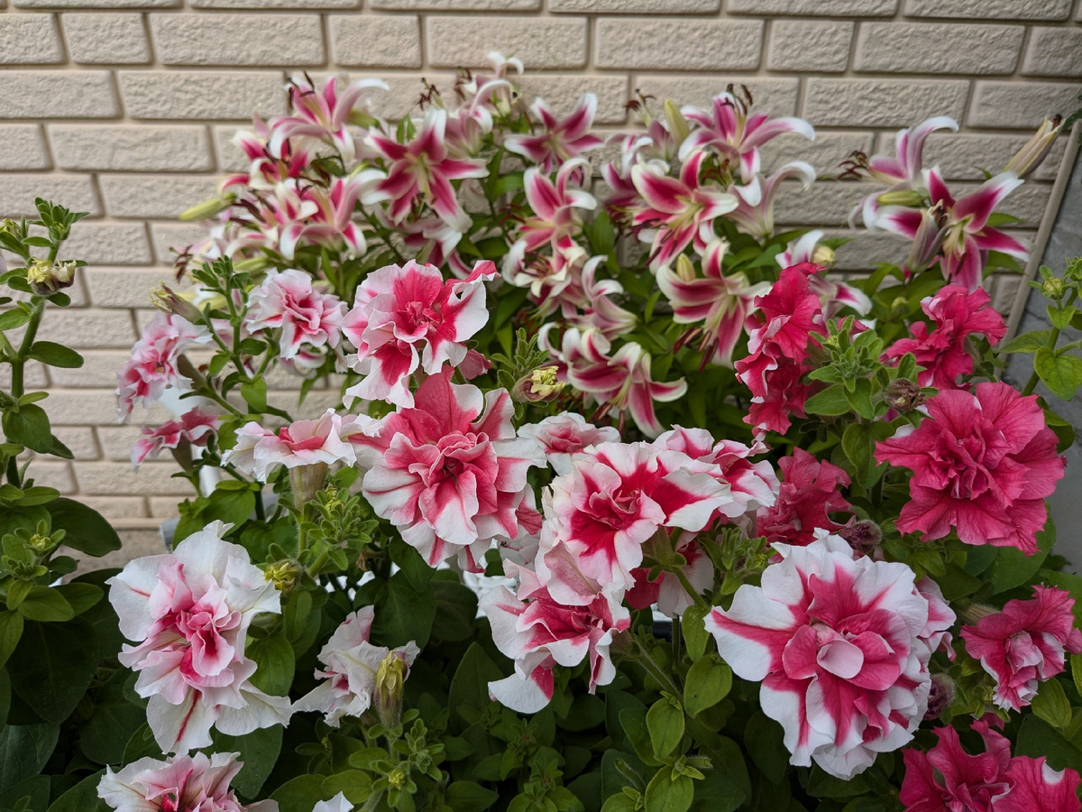 Компания на это лето - лилии и петунии