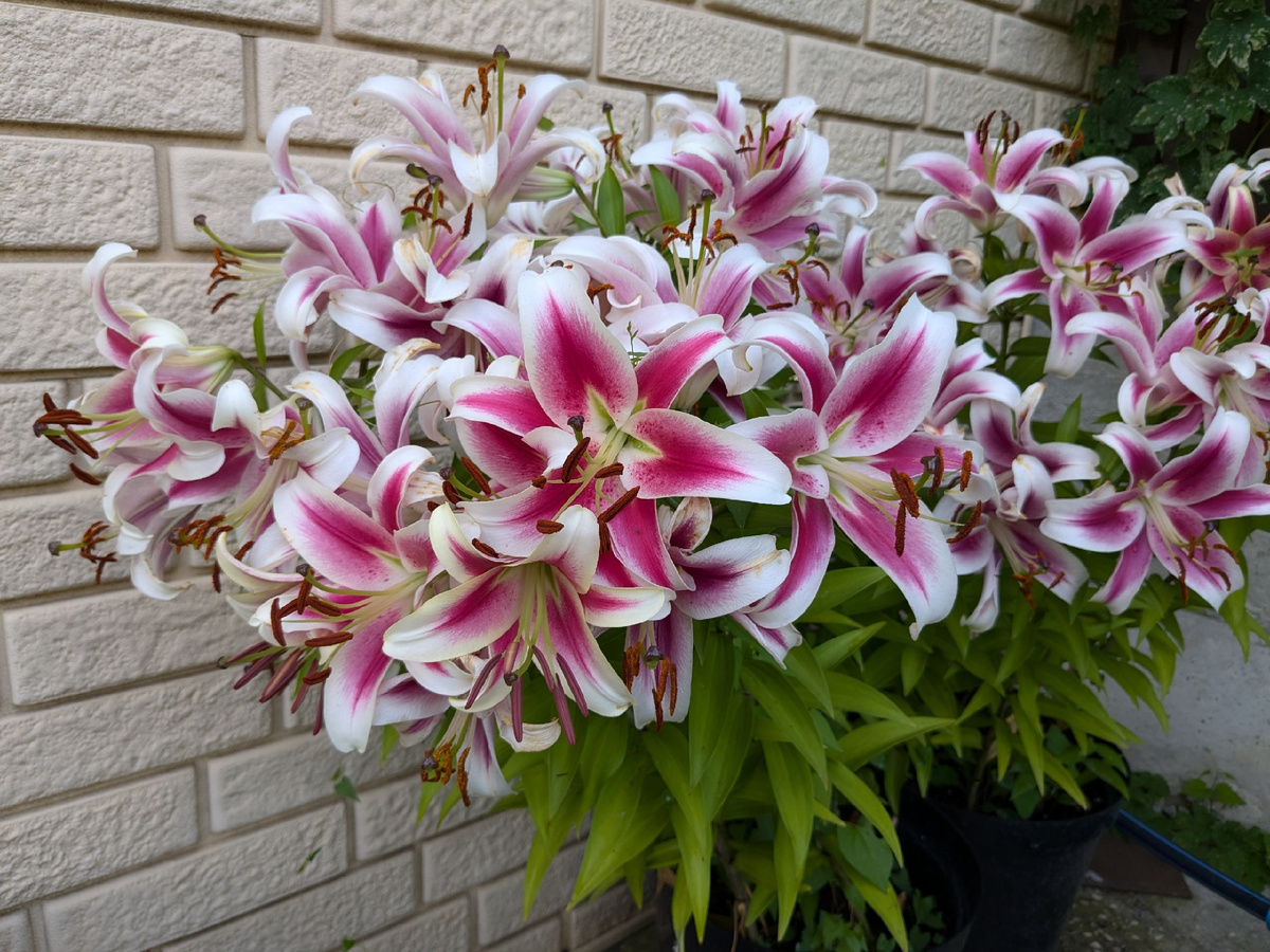 Лилия ОТ-гибрид, сорт Garden Pleasure - второй год цветения в технических горшках