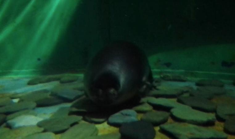 Байкальский тюлень в Байкальском музее. Автор фото: Марина Тихомирова