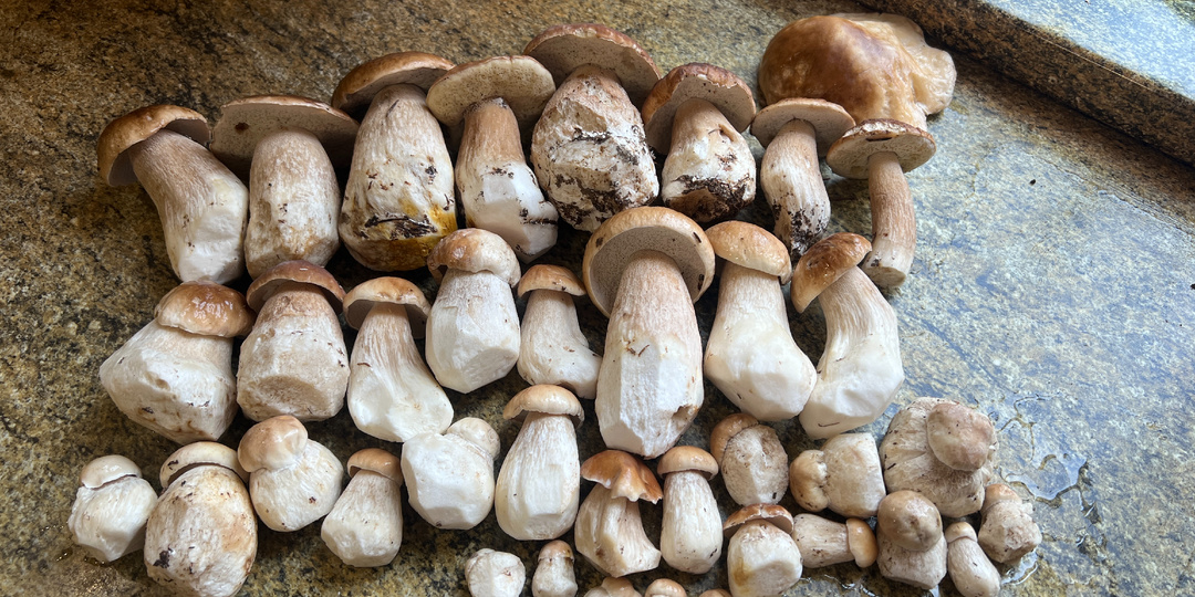 Червивые, ну очень червивые грибы... Что с ними делать? 26 - 27.07.25