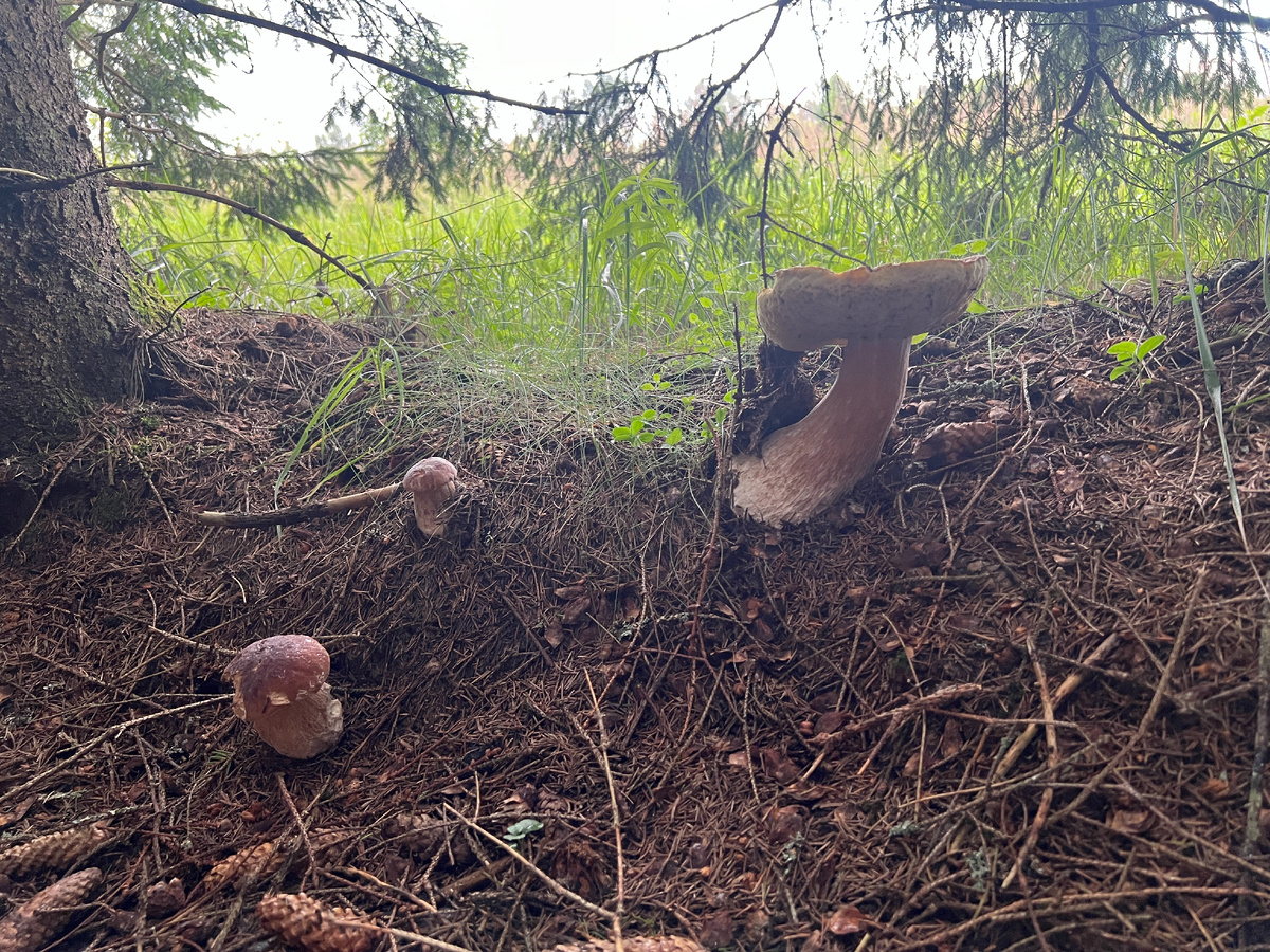 26.07.25 .Фото автора