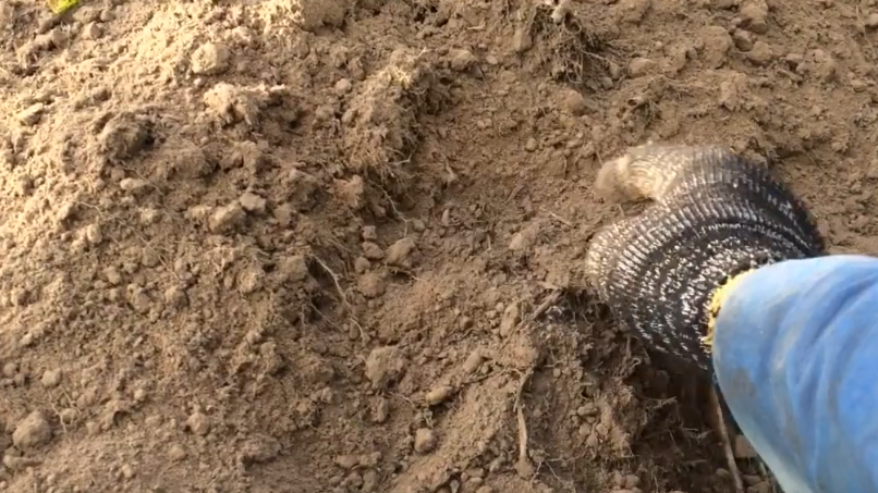 Почва после применения сидератов