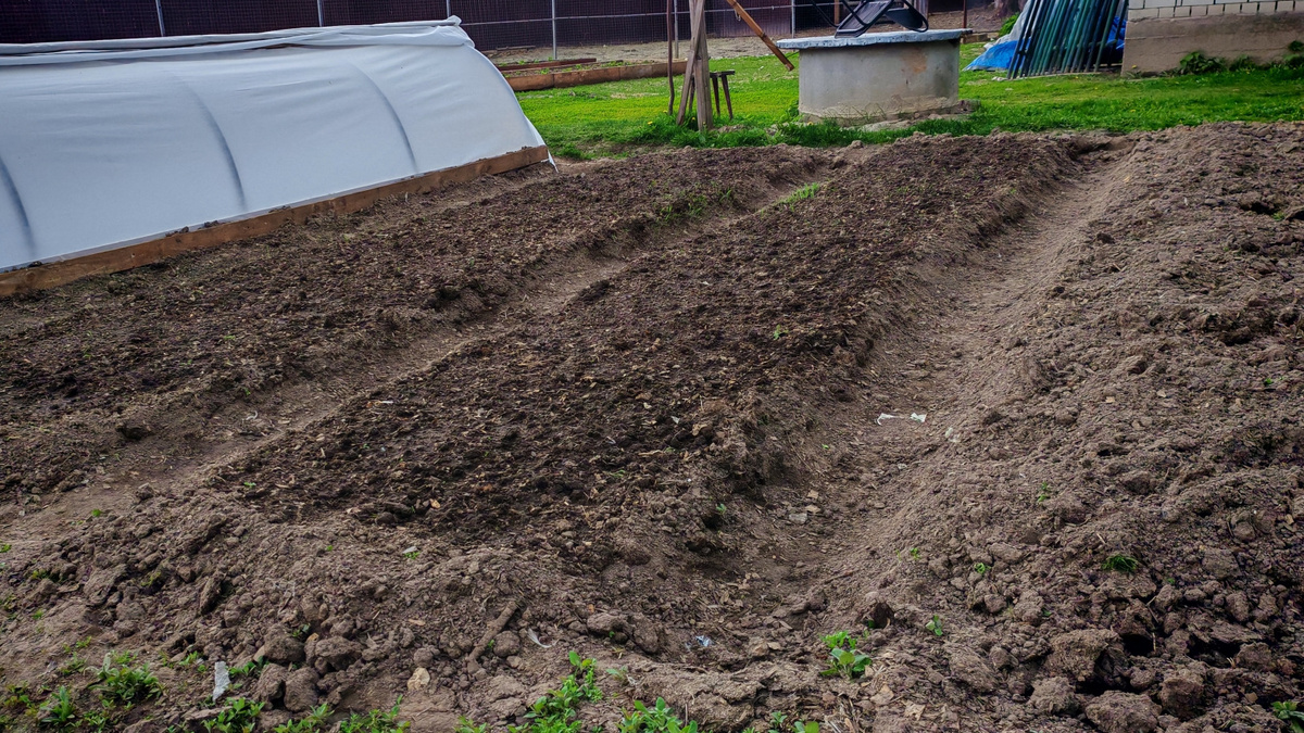 Главная ошибка: оставляя землю голой