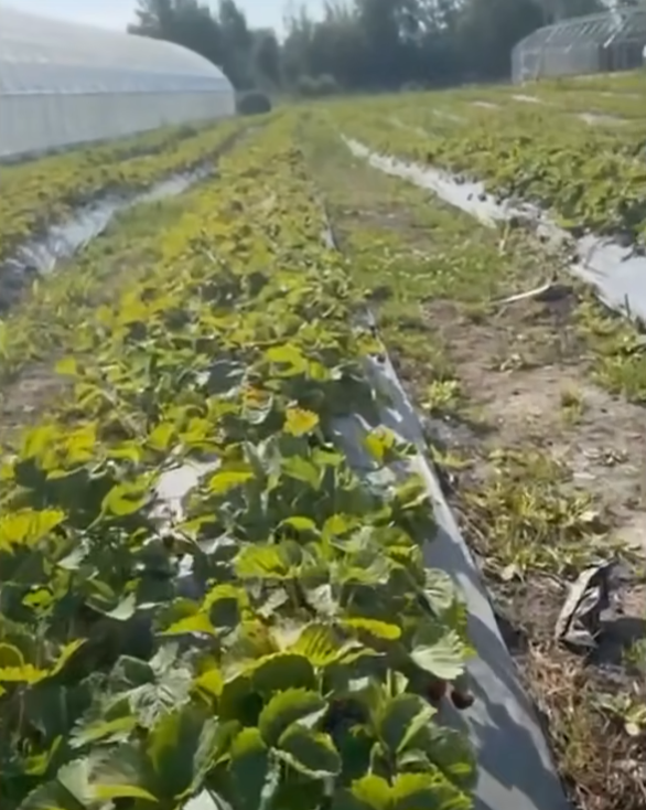    Фото: Артур Парфенчиков