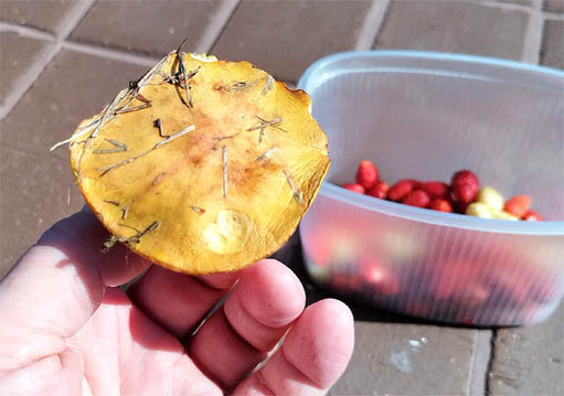 А вот и светлый масленок!