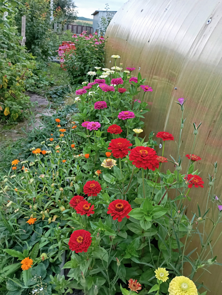 Цинии фото автора.