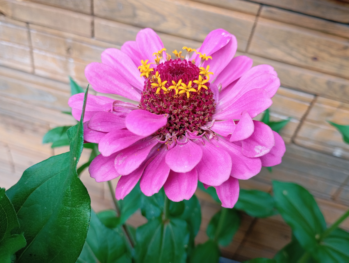 Циния фото автора.