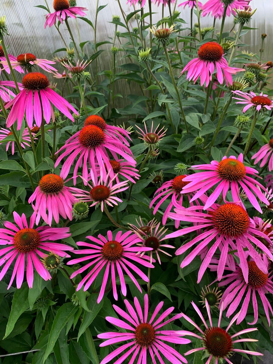 Рудбекия фото автора.