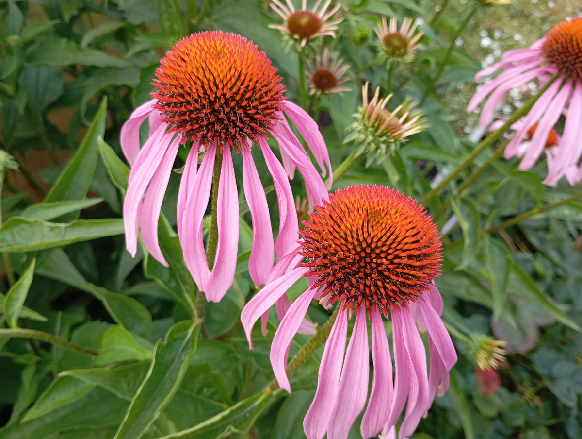 Рудбекия фото автора.