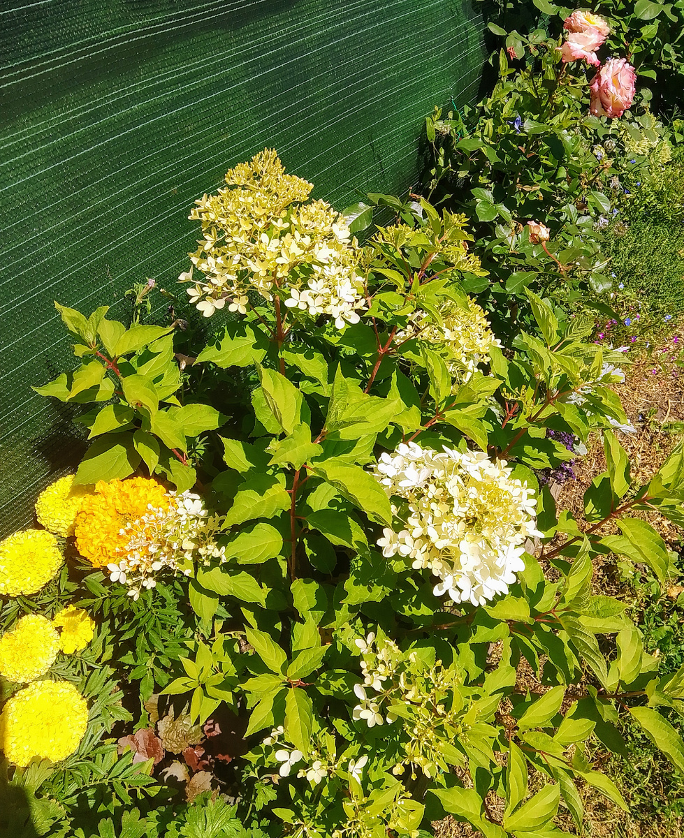 Гортензии зацветают 