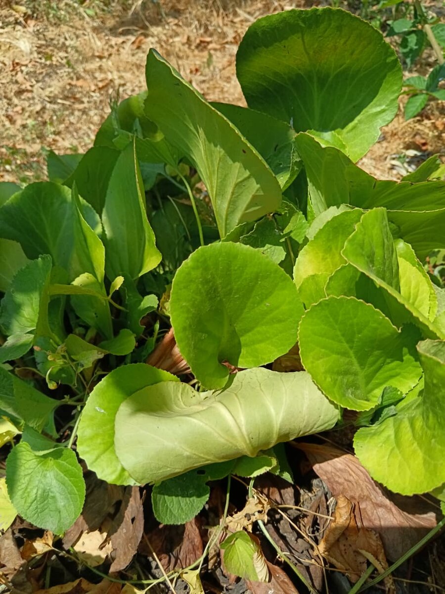 Фото автора. Бадан под березой. Больше 5 лет.