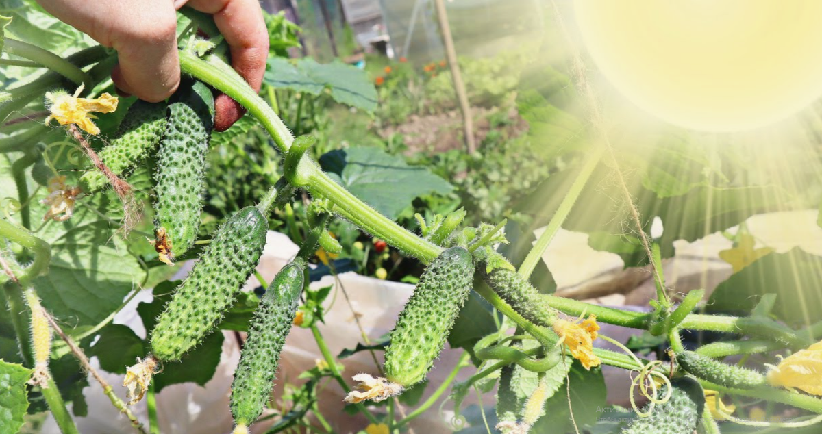 Жара и огурцы