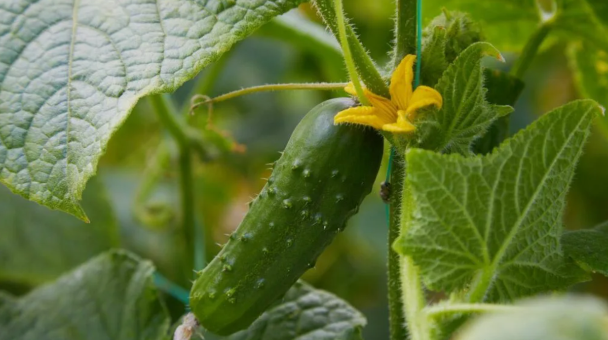Калий играет ключевую роль в жизни огурцов