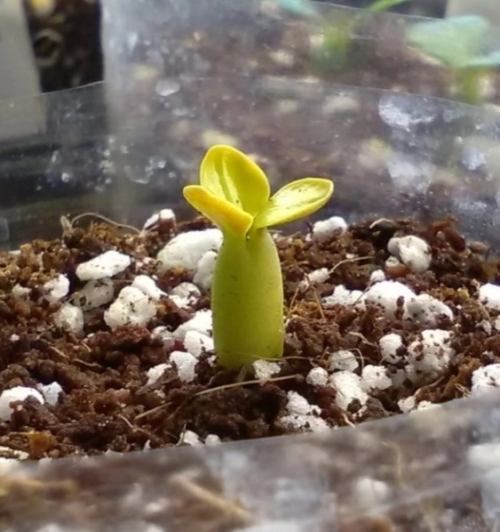 За цвет назвала его Цыпой