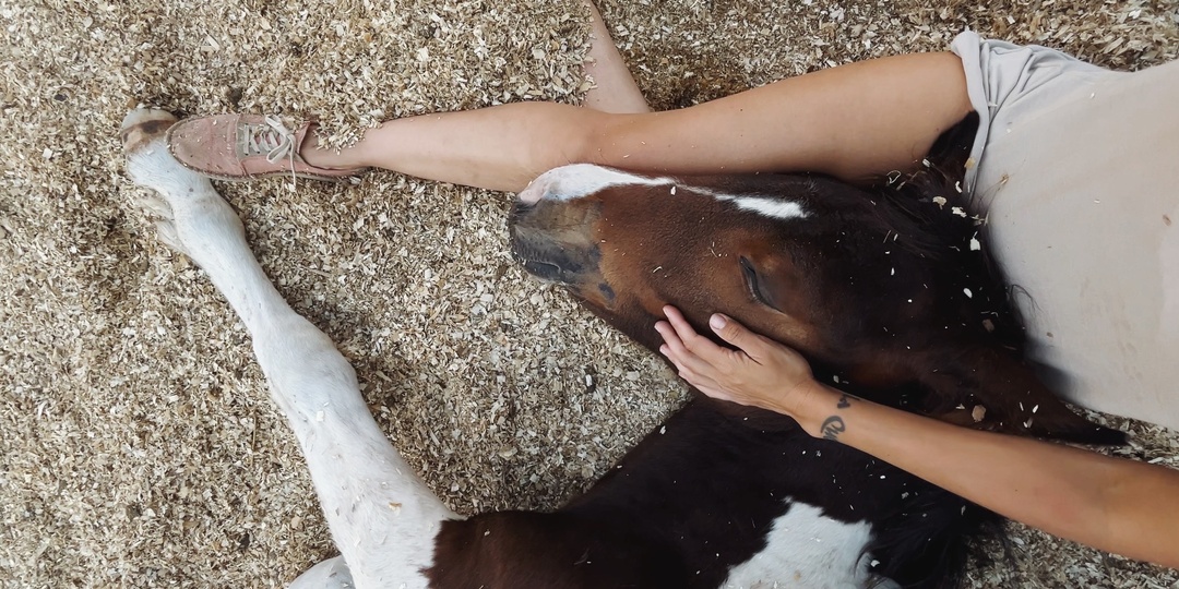 Я купила себе коня