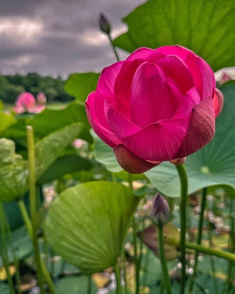 Зацвел лотос Комарова на озере Гусином. остров Путятин. Фото автора