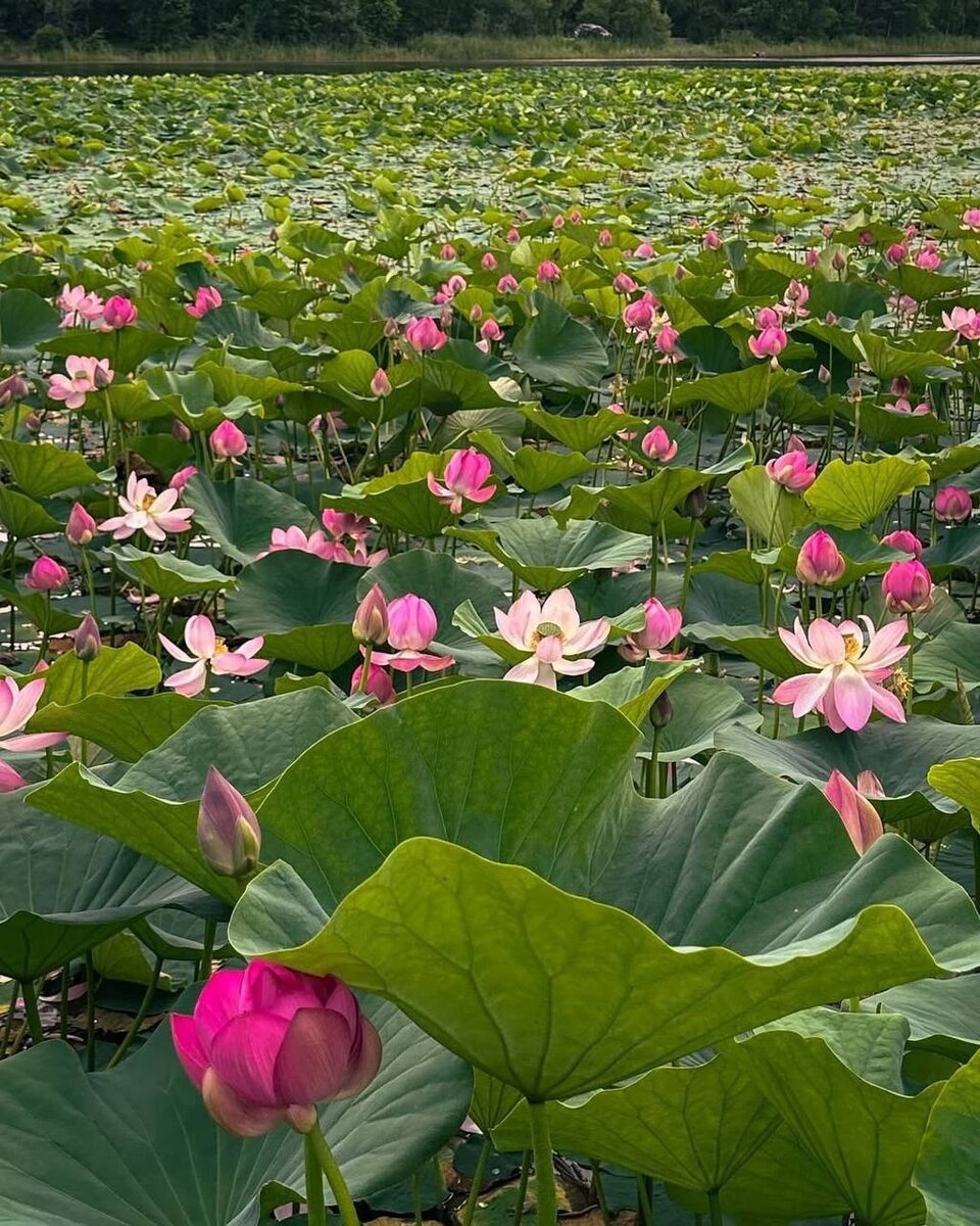 Фото автора. Сказка.