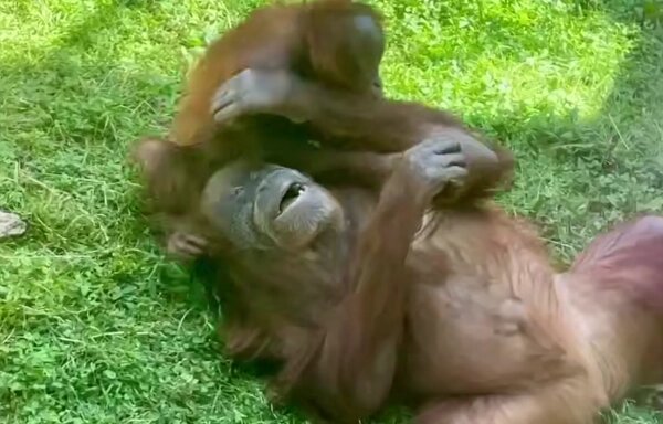 Обложка © Telegram / Светлана Акулова