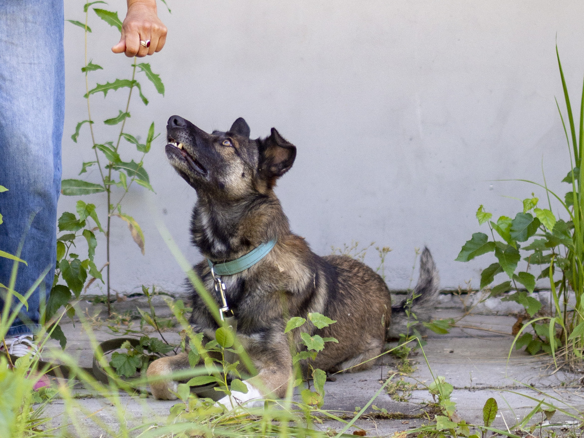 Рею около 2 лет, привит, есть паспорт. 