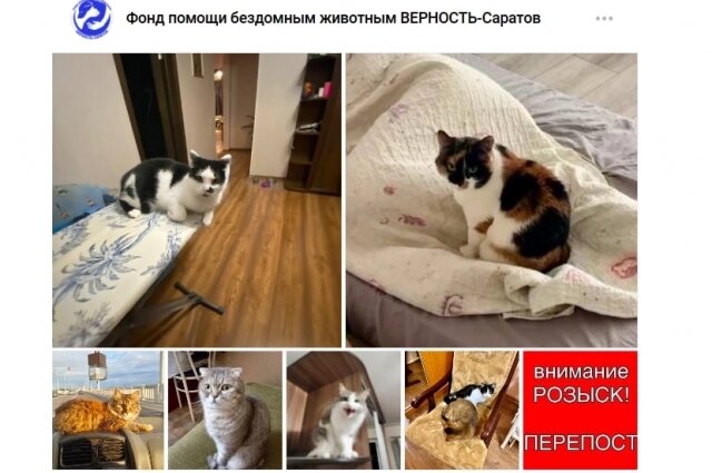    Фото: АиФ-Саратов/ Фонд помощи бездомным животным ВЕРНОСТЬ-Саратов