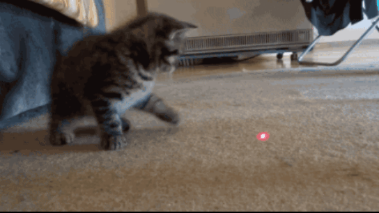 Обязательно подпишитесь на канал, чтобы быть в курсе интересной и полезной информации и наших пушистых друзьях 