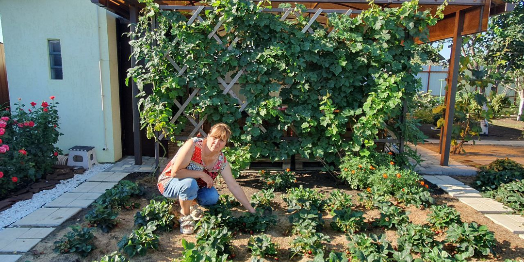 Деление старого куста клубники после плодоношения. Как правильно размножать клубнику: мой проверенный метод