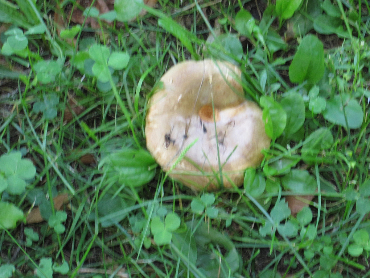 с квартиры во двор-грибное царство)правда наверное  поганки))) так как их никто не собирает!