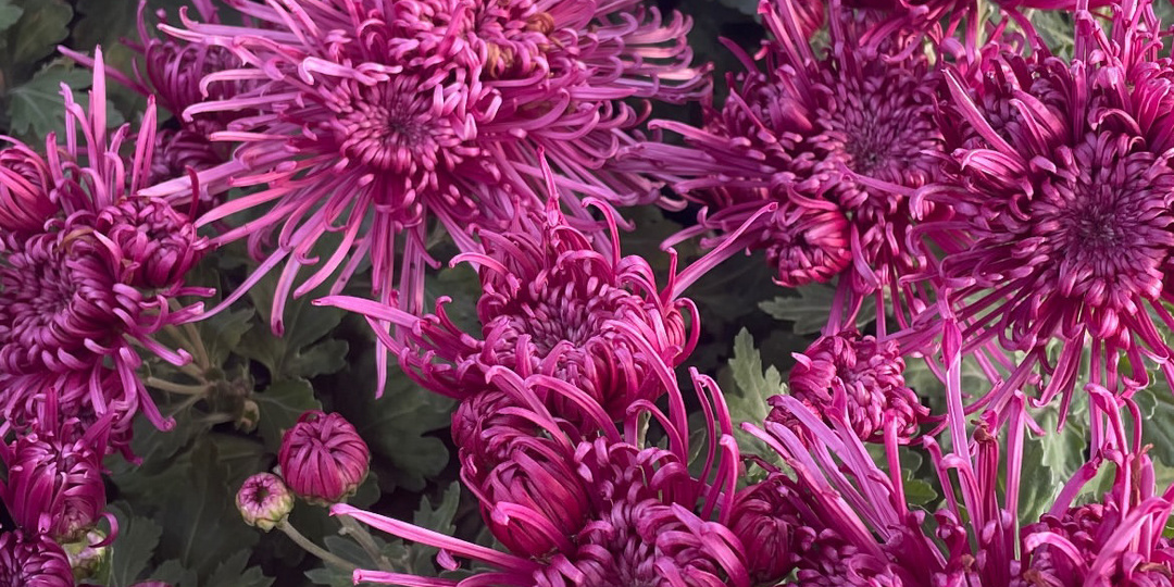 Горшечная хризантема