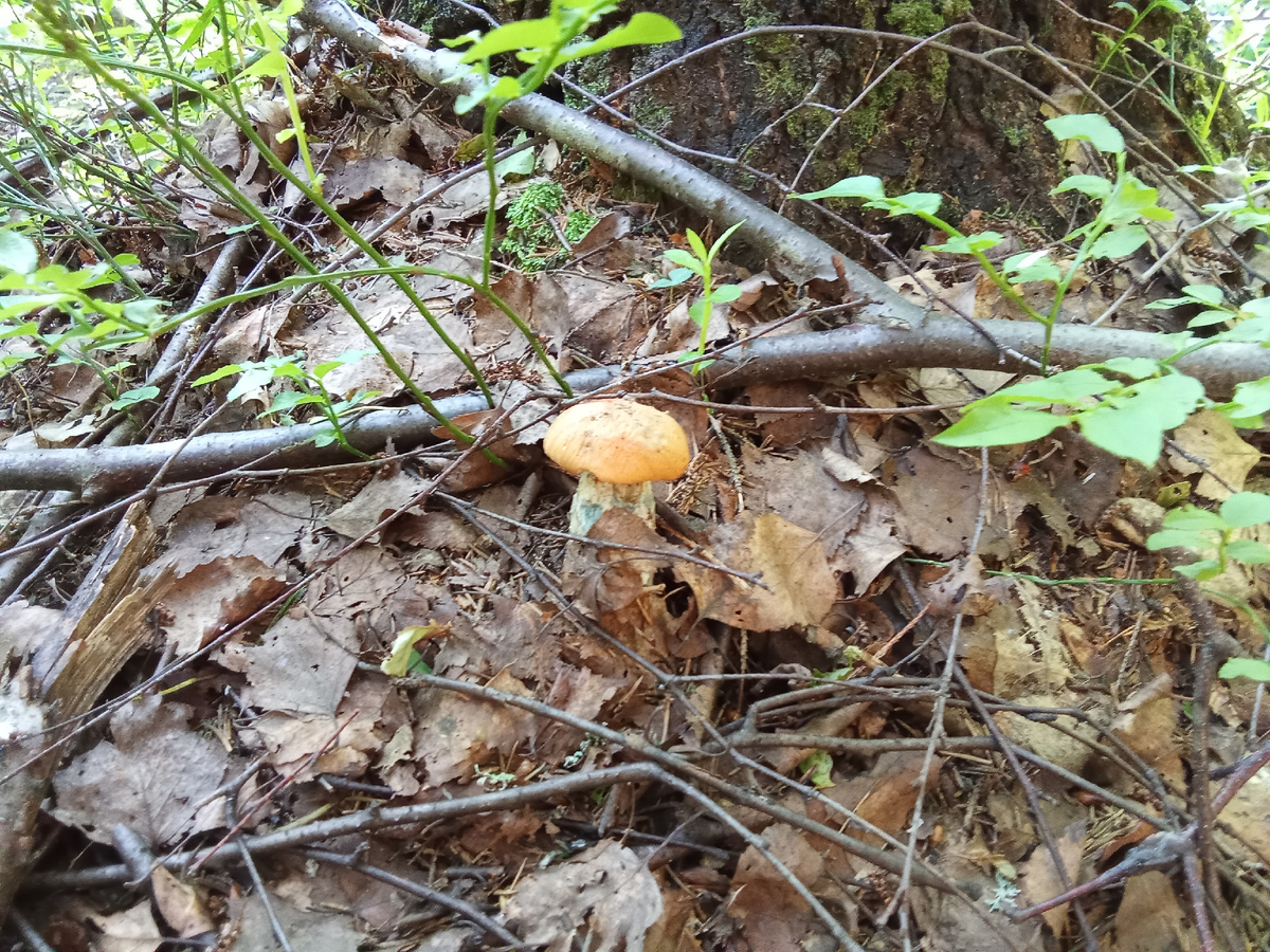 Подосиновик Ж/б