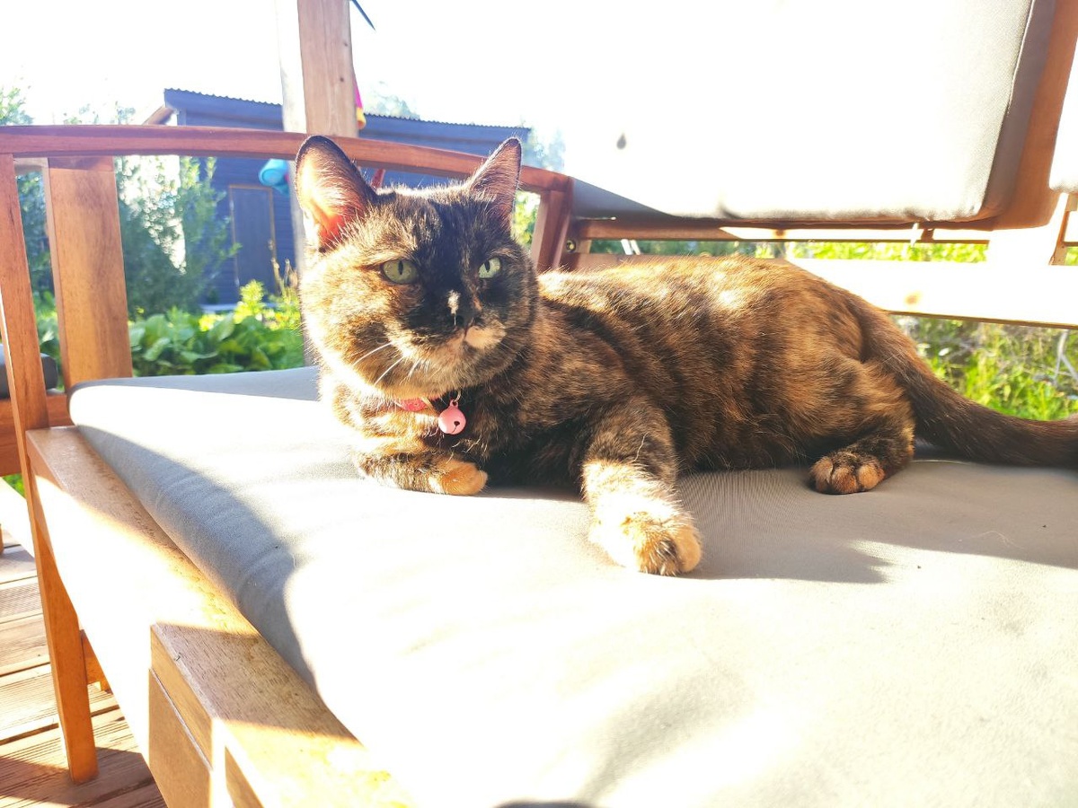 Самый Звонкий Пук Дикого Запада 