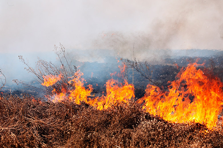    Shutterstock/FOTODOM