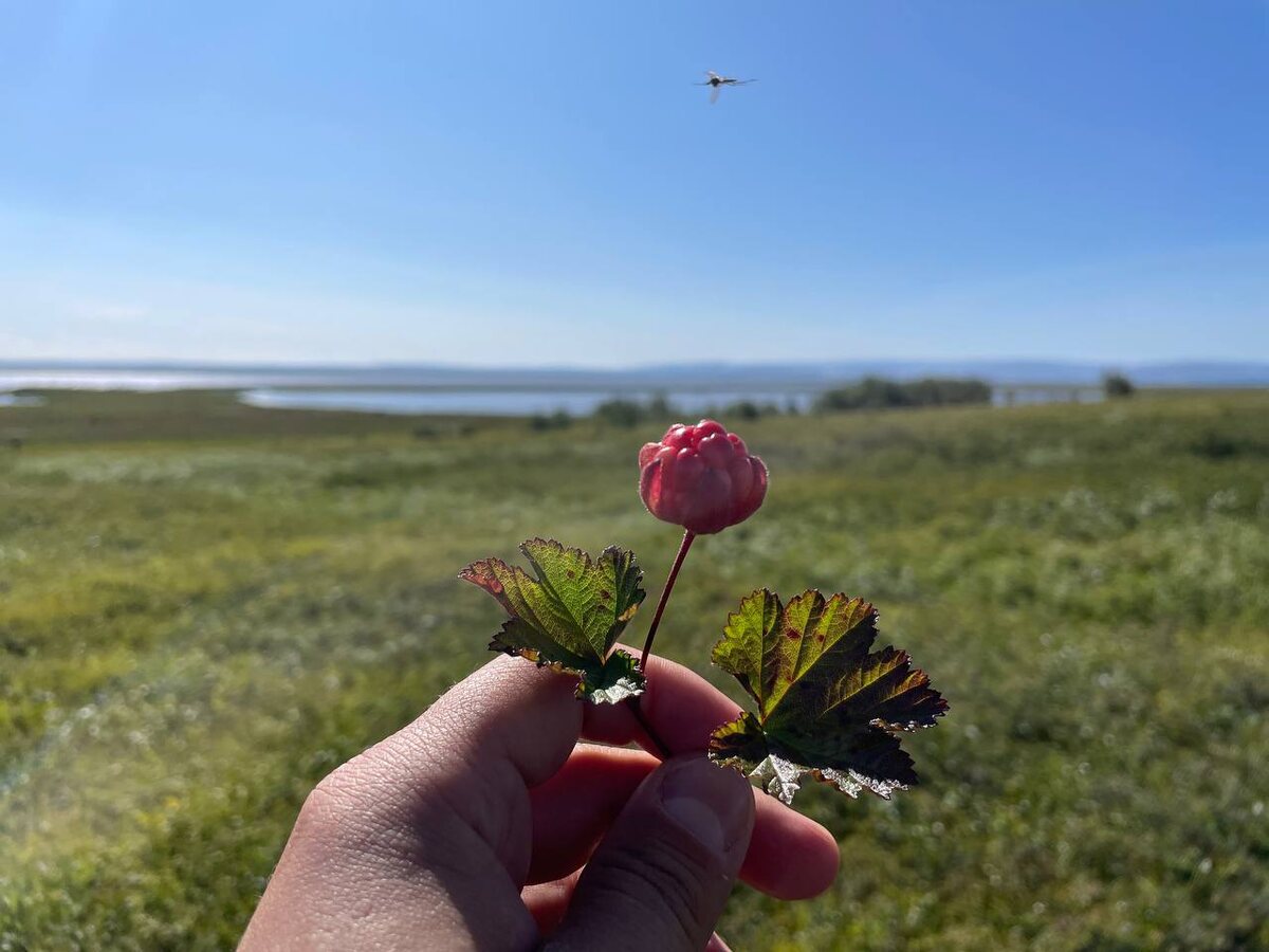 Красная, ещё не спелая, но уже радующая глаз и душу.