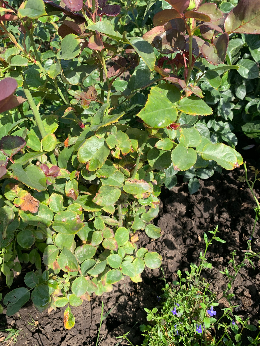 роза Хай Меджик, все фото автора