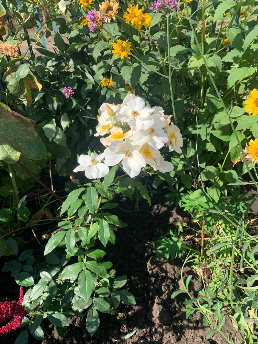 роза Салли Холмс, все фото автора