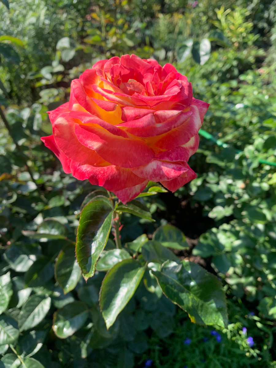 роза Пульман Ориент Экспресс, все фото автора