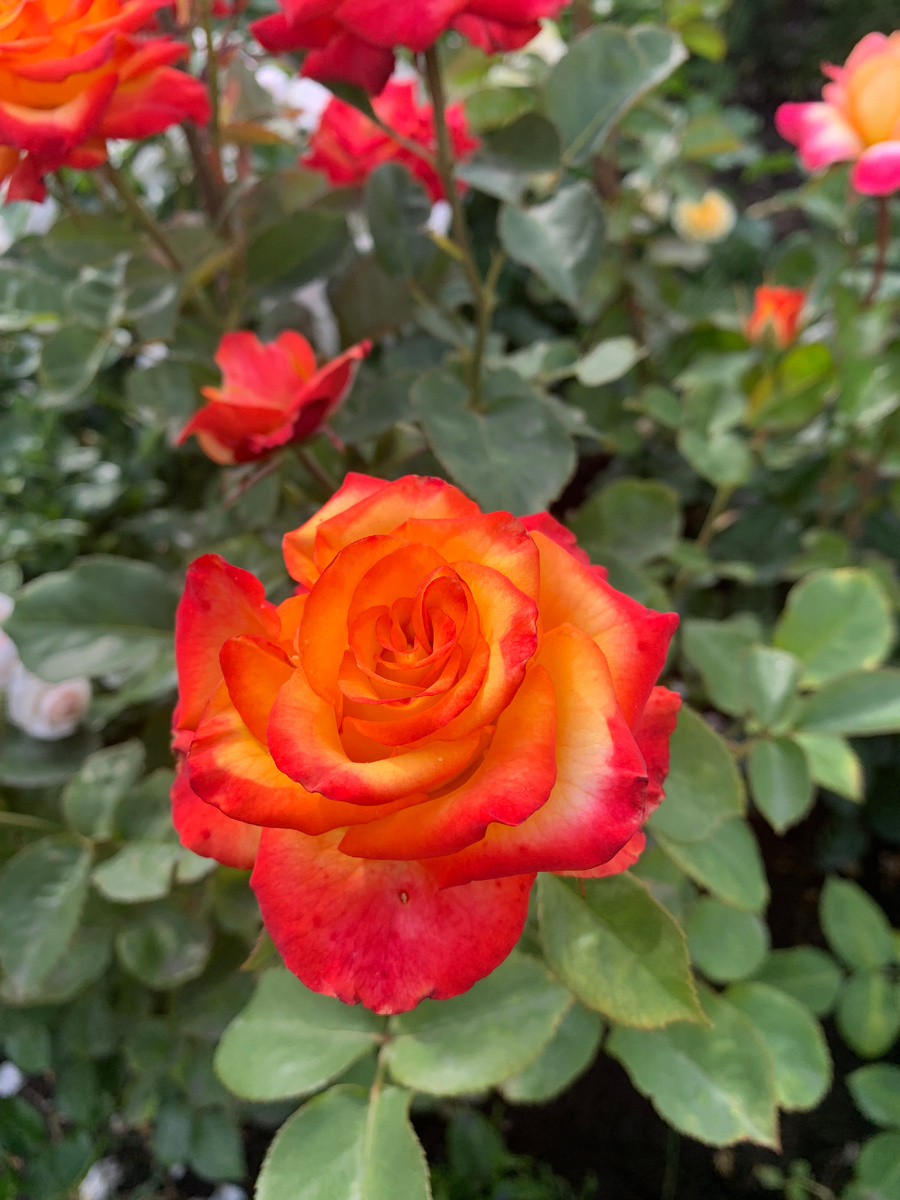 роза Хай Меджик