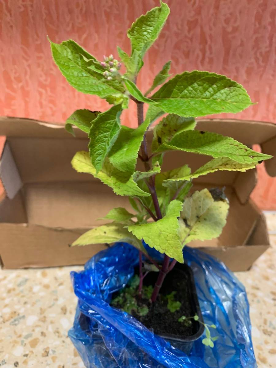 саженец посконника.