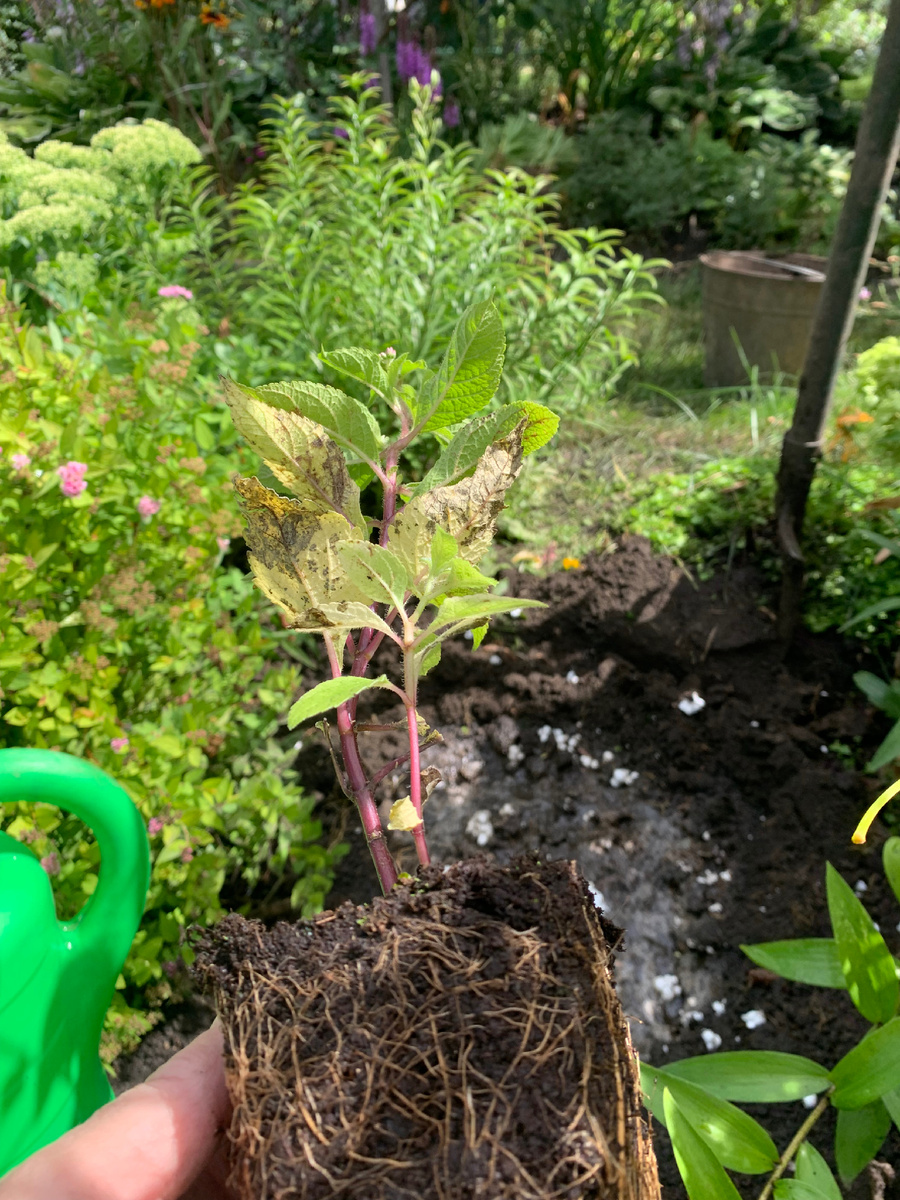 саженец посконника.