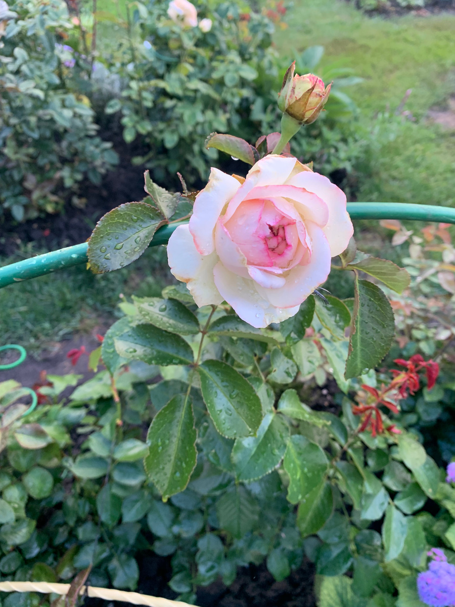 роза Пьер де Ронсар, все фото автора.